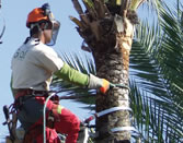 Poda de palmeras